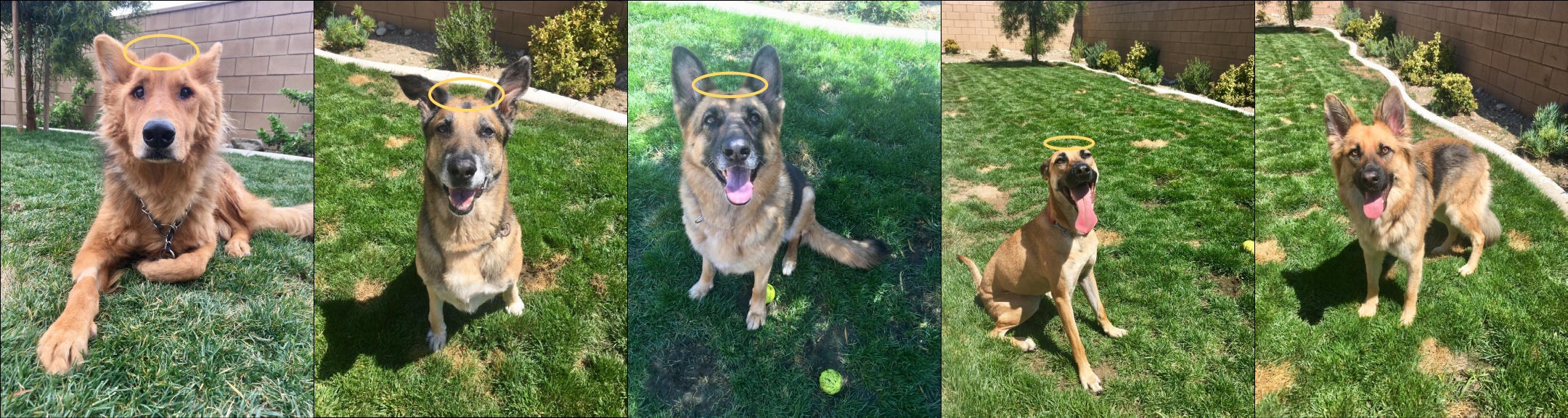 Banner image made up of five individual images of dogs. Four of the dogs have a yellow halo above their heads to indicate that they have crossed the rainbow bridge.